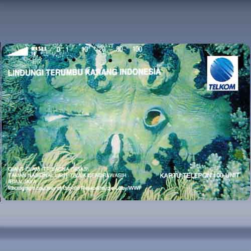 Tridacna Gigas